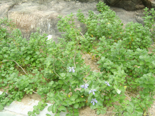 Cây Mạn kinh lá đơn. Vitex rotundifolia L. - Cây Thuốc Nam Quanh Ta